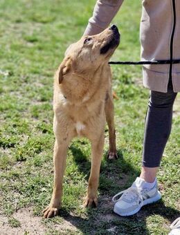 Freundliche SILVI sucht IHRE Menschen♥️ - München