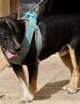 Toby, zutraulich, neugierig, freundlich - Westerholt