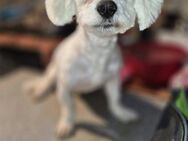 🐾 GERI Ein kleiner Kämpfer sucht Gebo - Kassel