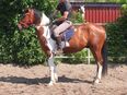 Pintowallach "Bounty" in 99628