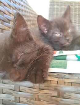 Katzenkinder Katzenbabys - Grimma