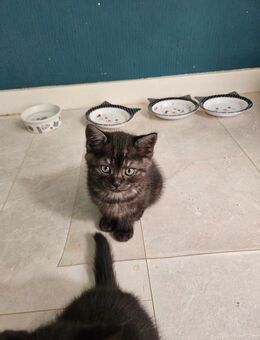Süße BKH-Mix Kitten sucht ein liebevolles Zuhause 🐾 - Köln