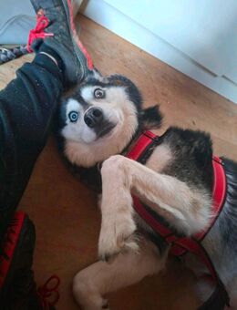 Suche mein für immer Zuhause - Calw Zentrum