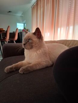 Bkh kater in weiß grau - Moosthenning