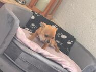 Chihuahua rüde - Windeck