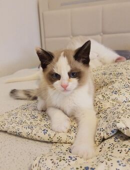 Katzen Babys - Schwerte (Hansestadt an der Ruhr)