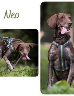 Neo wartet in 75177 Pforzheim - Wendelstein