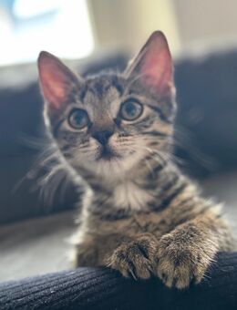 🐾Kleine süße Fellnasen suchen ein Zuhause🐾 - Wöllstein