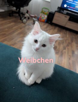 BKH/Ragdoll Kitten - Gummersbach Zentrum
