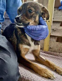 Findus junger Schmuser sucht sein Glück - Koblenz