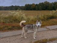 Husky sucht Outdoor Fan und Liebhaber - Ueckermünde