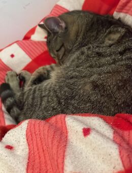 Süßer kleiner Kater sucht liebevolles Zuhause - Bünde