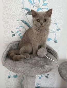ABGABEBEREIT! GEIMPFT!Reinrassige BKH Kitten Katzen Mädchen - Hamm Zentrum
