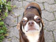 Csinos sucht ihr Zuhause - Remagen