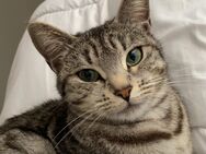 Katze sucht ein neues Zuhuase zu verschenken - Ensdorf (Saarland)