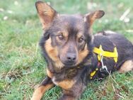 Valentino - toller Mix Rüde sucht - Berlin