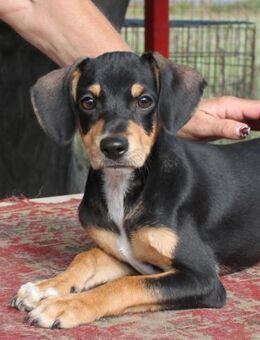 Fröhlicher Muri in 38268 Lengede - Essen