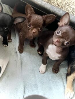 Chihuahuawelpen - Chemnitz