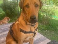 Sergio ein schöner Labrador-Mischling - Höchst (Odenwald)