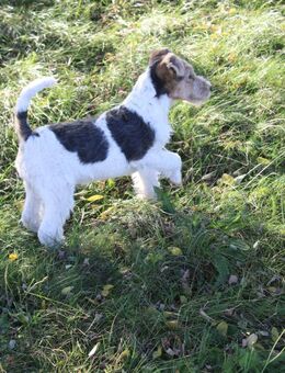 Drahthaar Foxterrier Welpen. #foxterrier. #hunde.#welpen - Steyerberg
