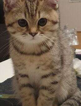 BKH Kitten black tabby silver shaded - Heiligenhaus