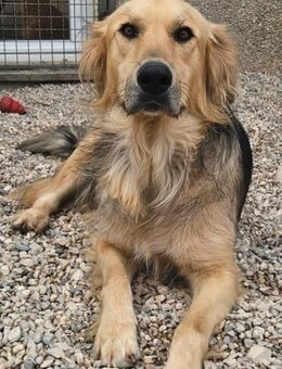 Gulliver unser großer Sonnenschein 🌞 - München