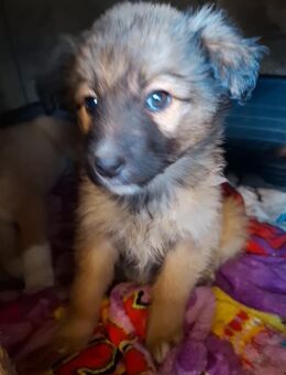 Welpenmädchen Gracie - Rambin