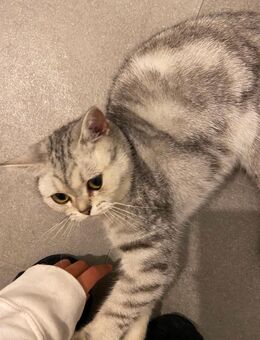 BKH-Katze sucht neues Hause - Gaggenau