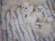 Ragdoll Kitten Bildhübsch suchen neues Zuhause auf Lebenszeit:-) - Essen