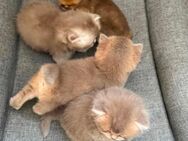 Britisch Kurzhaar Kitten BKH - Duisburg