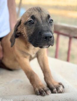 EMMA - ein Black Mouth Cur ?? - Oberhausen (Rheinland-Pfalz)