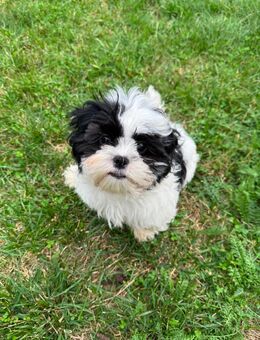 Shih-tzu Malteser Bolonka Welpen - Emsdetten Zentrum