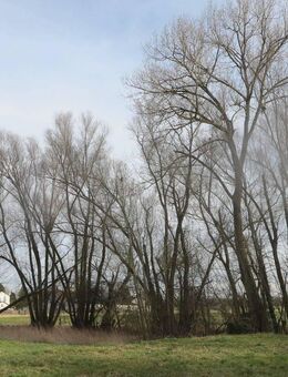 Ingolstadt- Unsernherrn- An den Lohen der Sandrach; gepflegtes, großes Süd- West- Grundstück mit Altbestand - Ingolstadt