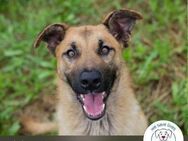 Chip 249072: Junghund sucht ein Zuhause - Kirchzell
