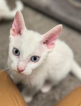 Sphynx Kitten Brush - Molbergen