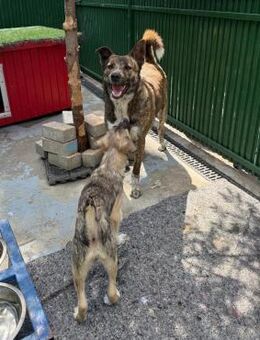 🐾 Zarte Hündin Tini sucht Geborgenheit - Eislingen (Fils)