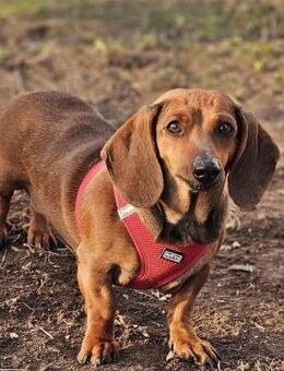Stella ist ein tolles Dackelmädchen - Schafflund