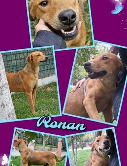 Hübscher Ronan- bald auf Pflegestelle! - Nürnberg