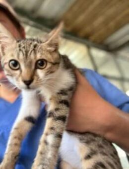 Jim Knopf sucht seinen Lukas - Beckingen