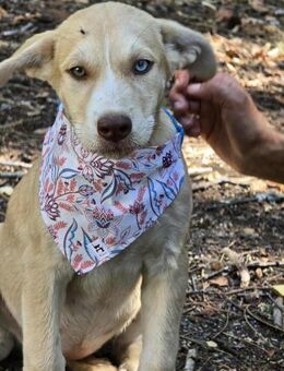 Sensibles soziales Hundekind SADY ♥️ - München