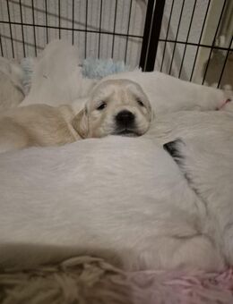 Wunderschöne Golden Retriever Welpen - Gaggenau