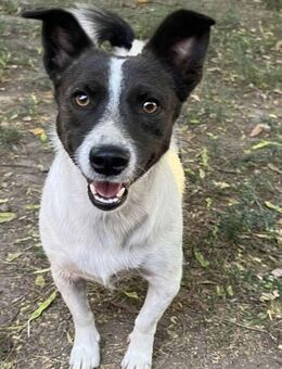 Hündin Lilly sucht liebe Menschen - Neuhausen (Fildern)