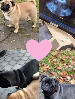 * WURFANKÜNDIGUNG*Altdeutscher Mops Wurf, Stammbaum 01.10.25 - Darmstadt