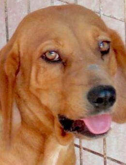 Felicity -Angsthund,lieb und sanft- - Oldenburg