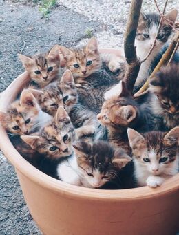 10 niedliche Katzenjunge - Uchte