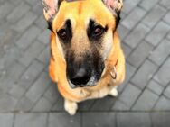 Malinois Husky Mix - Wesenberg (Mecklenburg-Vorpommern)