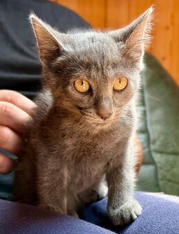 Siam, Russisch Blau Mix Kitten - Dingolfing