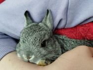 Kleinbleibende Farbenzwerg Zwergkaninchen Kaninchen Chinchilla Hase Zwerg Baby Minizwerge Emsdetten - Emsdetten