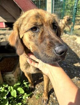 Toller Schimarik sucht ein Zuhause - Berlin