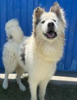 Mischlingsrüde Ares - Kierspe